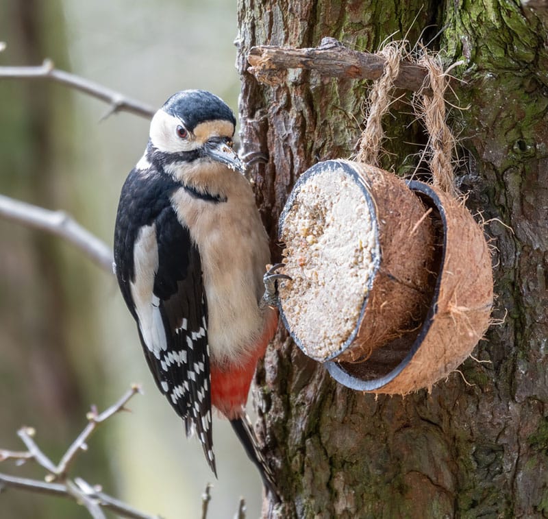 Great Spotted Woodpecker At Suet Feeder