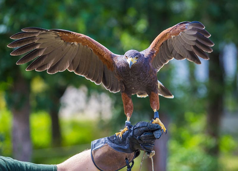 Harris Hawk Falconry