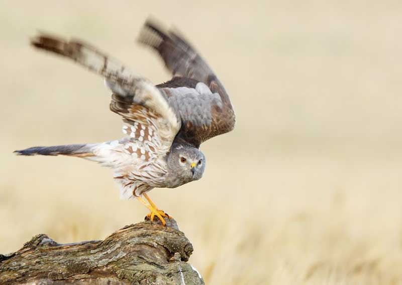 BIRD OF PREY definition and meaning