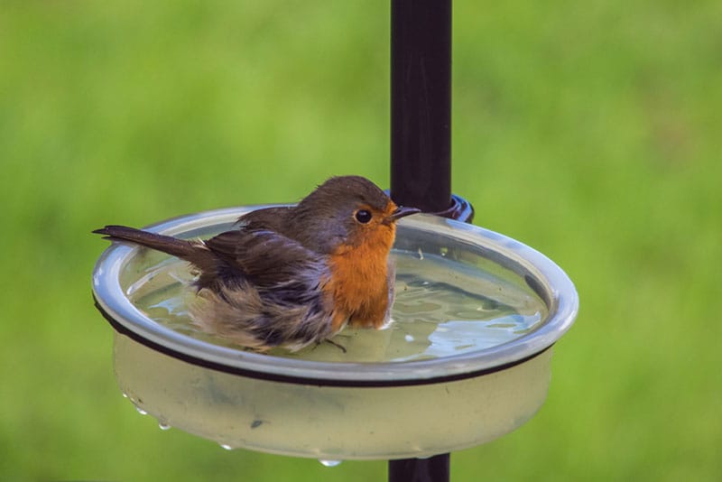 Robin In A Bird Bath