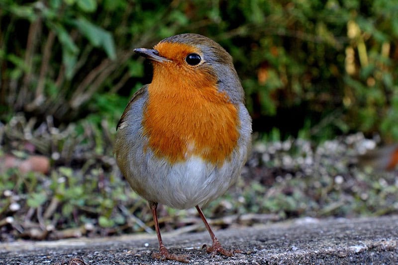 Robin