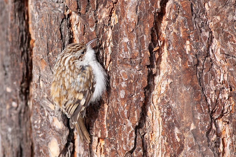 Does Bird Help the Tree? Discover Nature’s Vital Connection