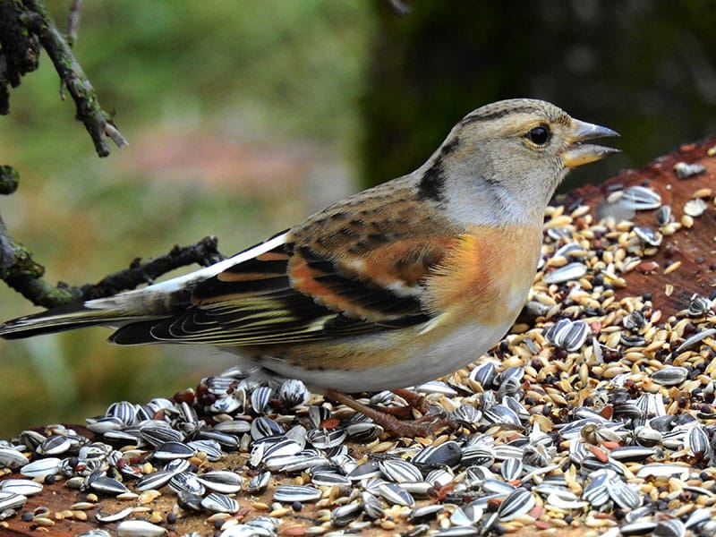 Brambling Eating Bird Food