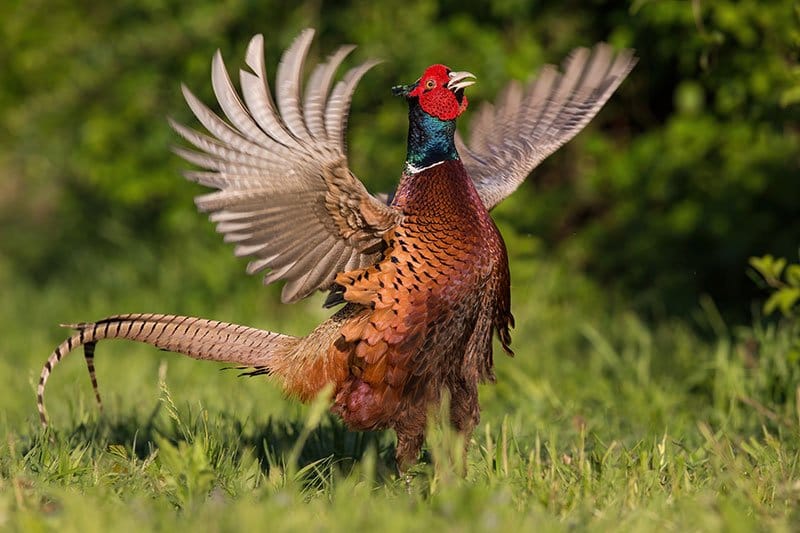 Cock Pheasant Displaying