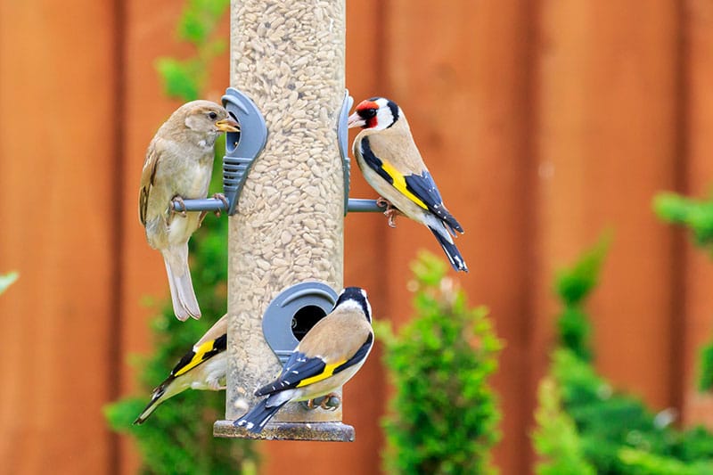 Goldfinches On A Bird Feeder