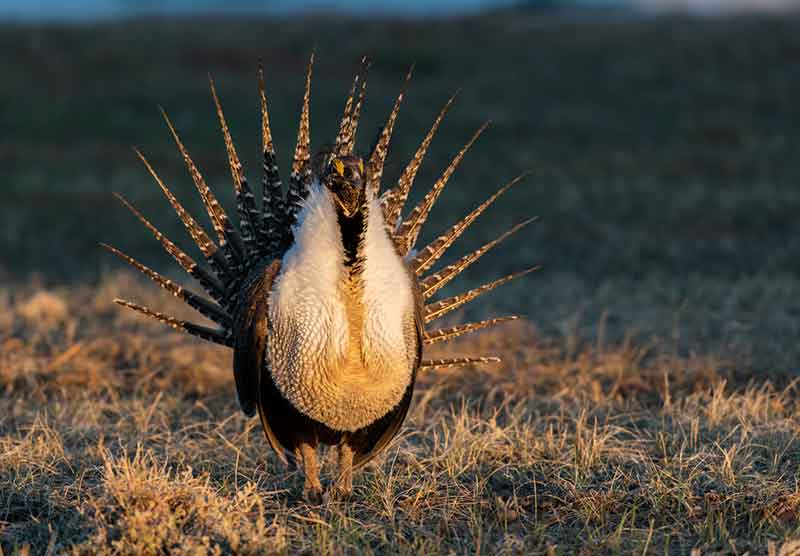 Greater Sage-Grouse