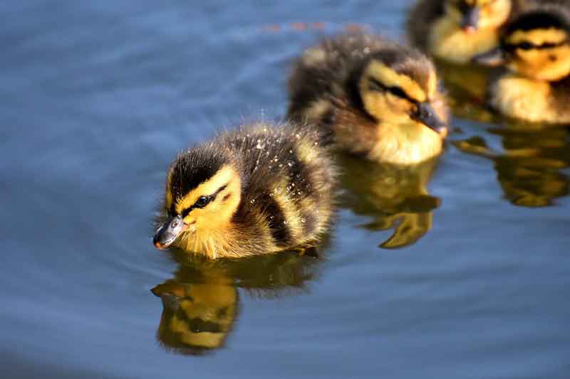 Mallard Ducklings