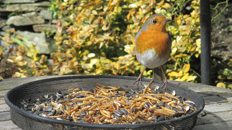 Robin With Mealworms