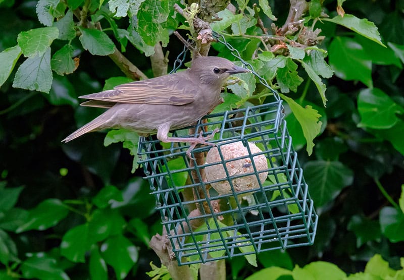 Starling Eating A Fat Ball
