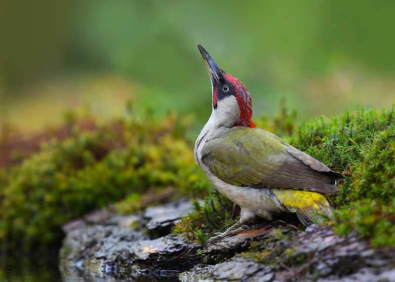 Green Woodpecker