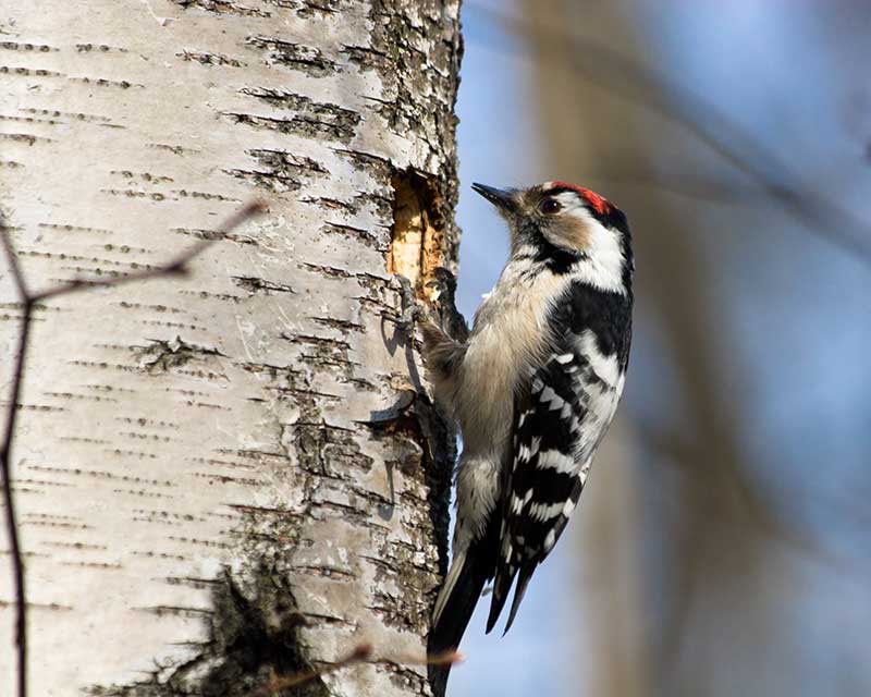 Lesser Spotted Woodpecker