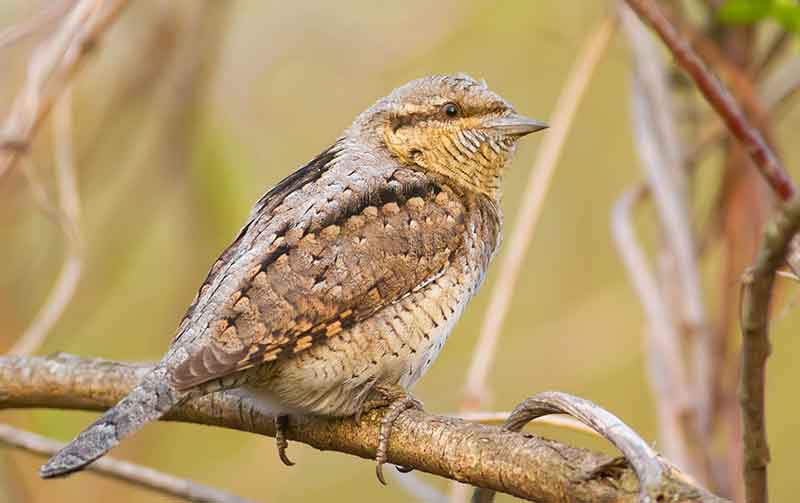 Wryneck