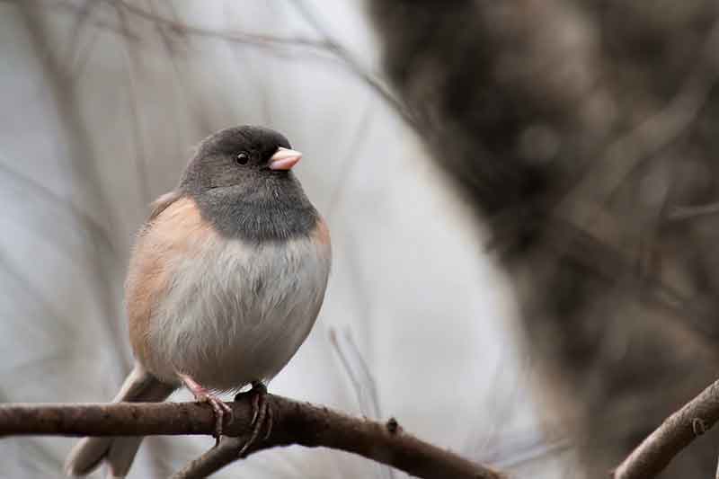 Dark-Eyed Junco
