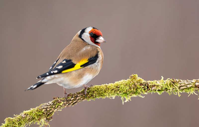 Goldfinch