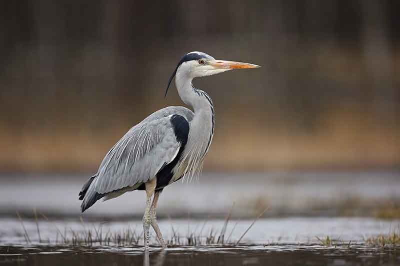 Grey Heron