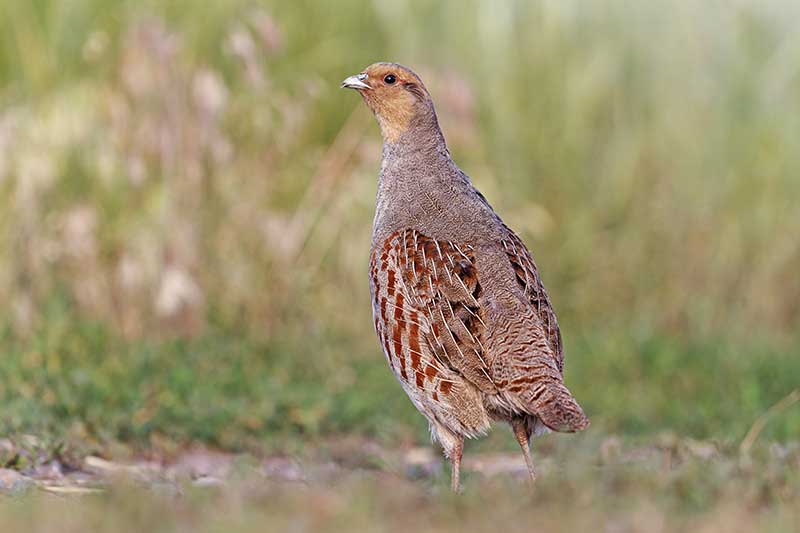Grey Partridge