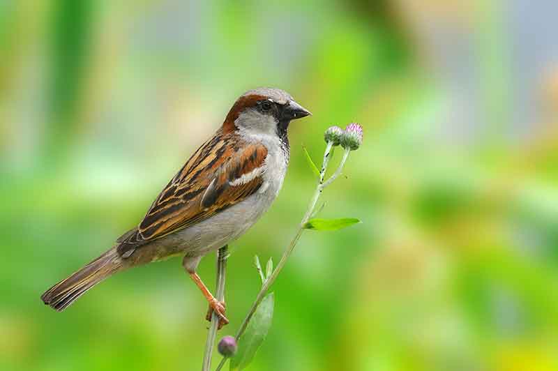 House Sparrow