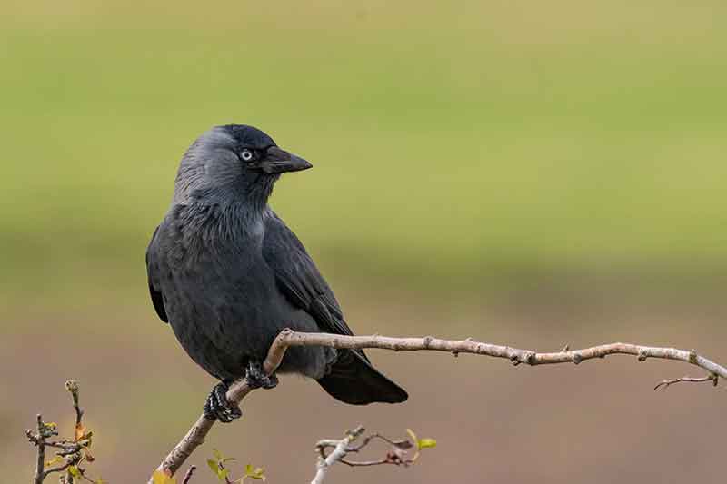 Jackdaw