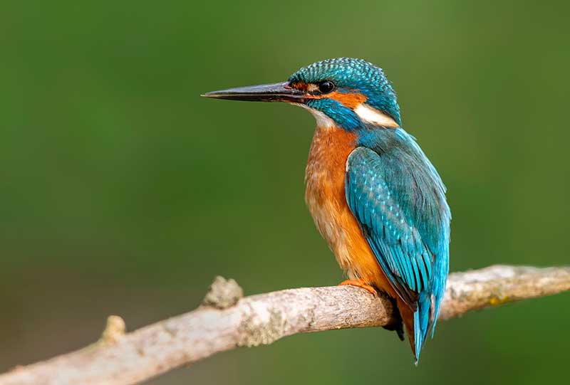 Kingfisher