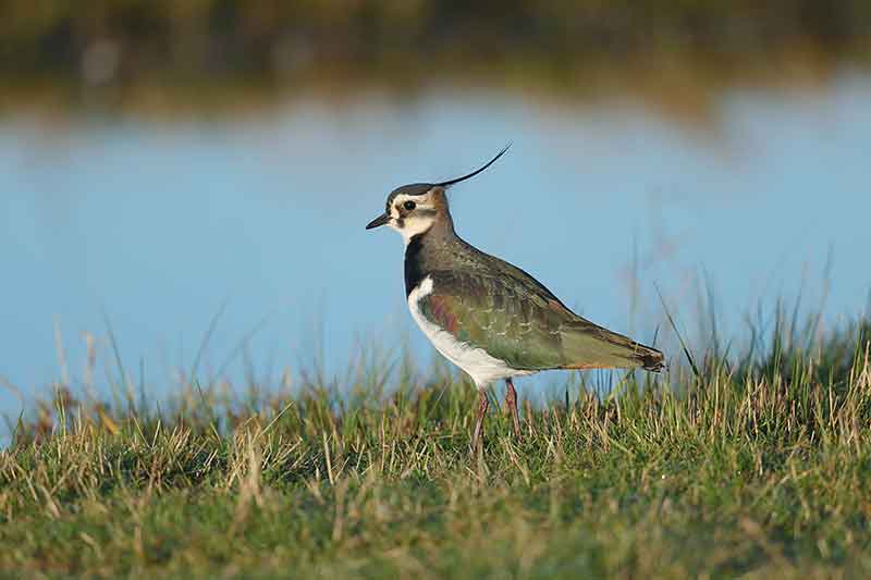 Lapwing