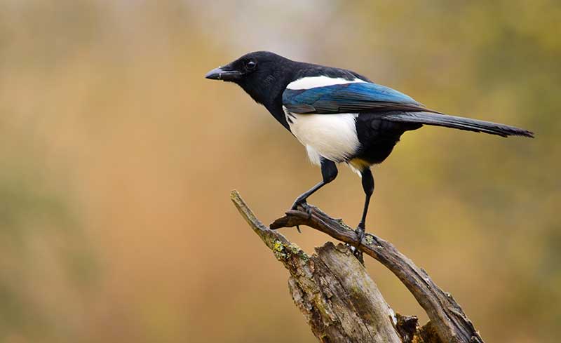 Magpie
