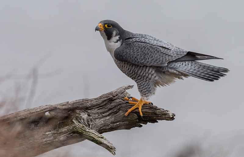 Peregrine Falcon