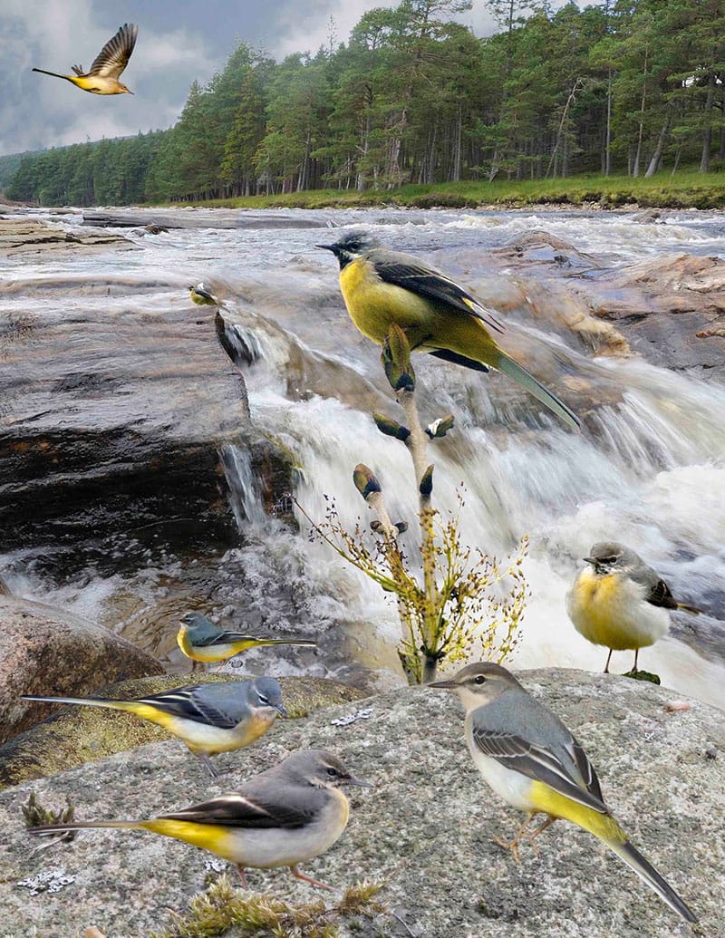 Grey Wagtails