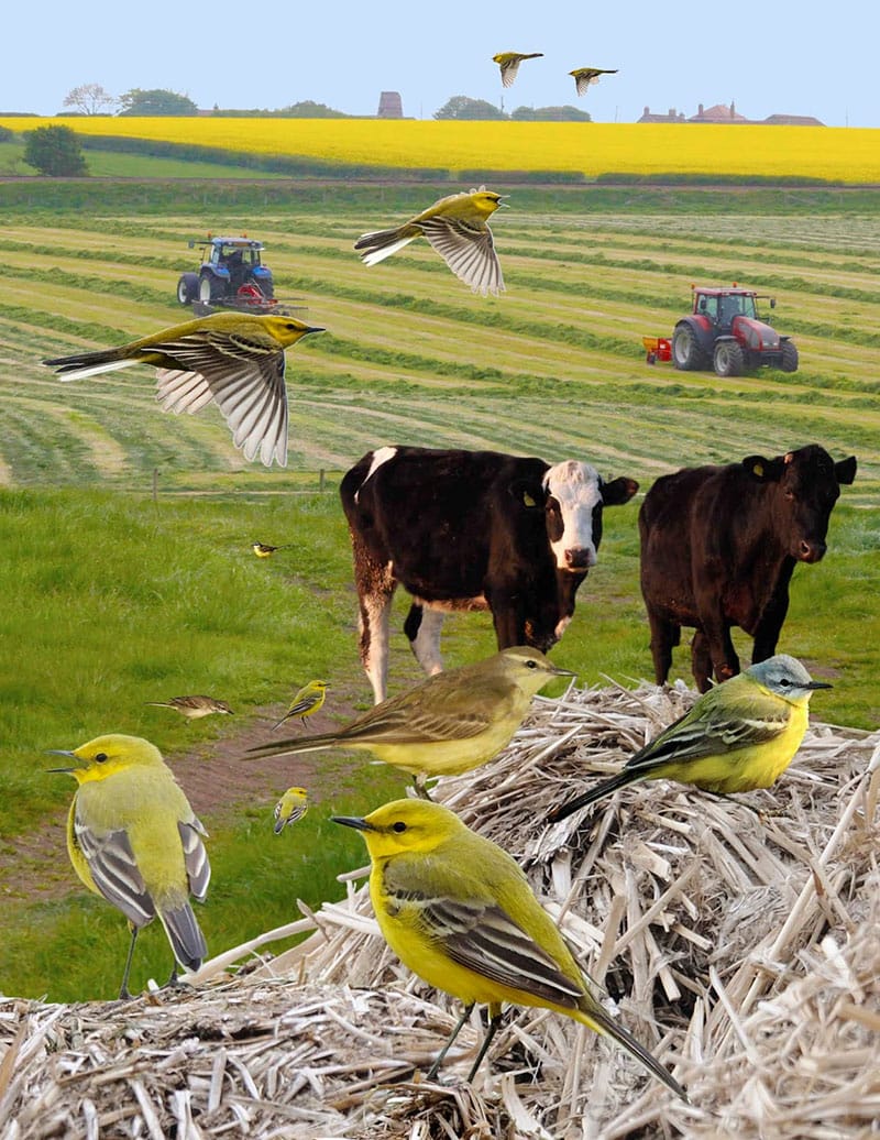 Yellow Wagtails