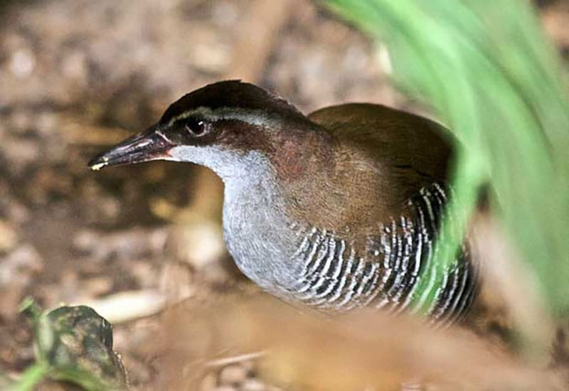 Guam Rail