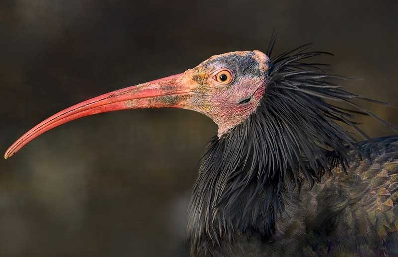 Northern Bald Ibis