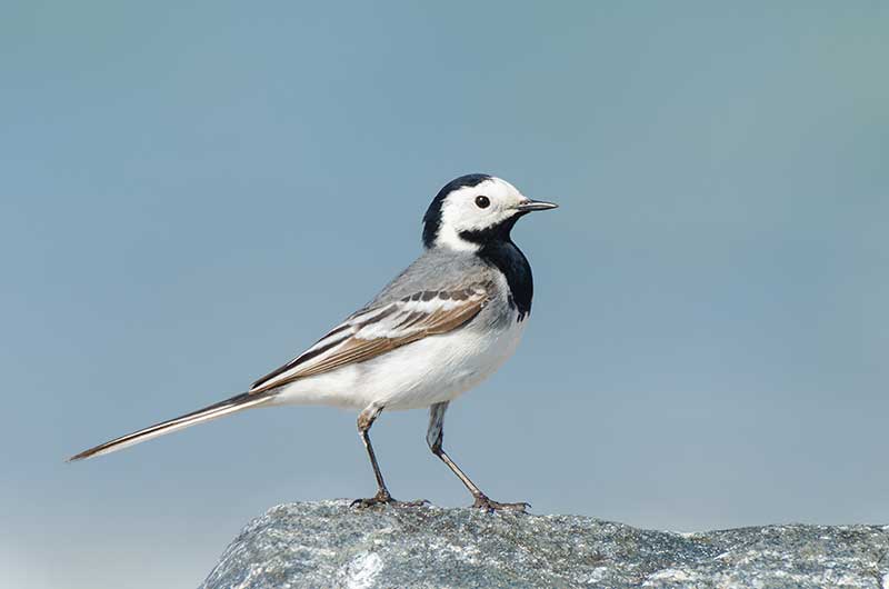 Pied Wagtail