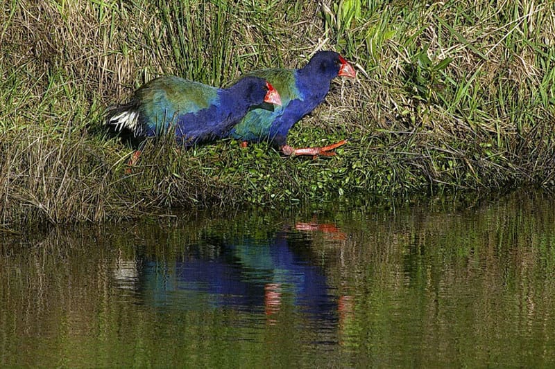 Takahē