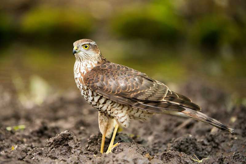 Sparrowhawk