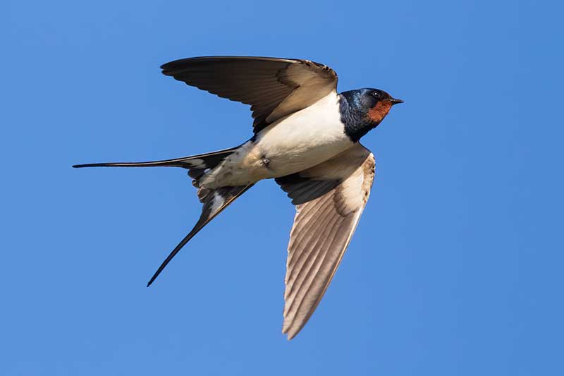 Swallow