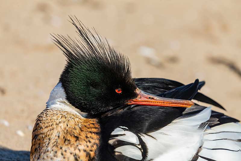 Red-Breasted Merganser