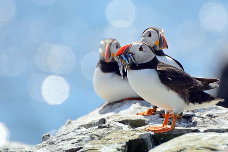 Atlantic Puffins