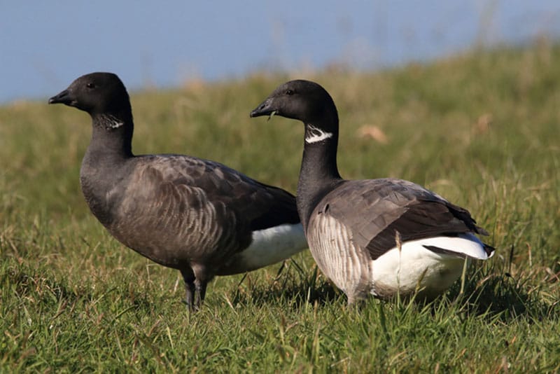Brent Geese