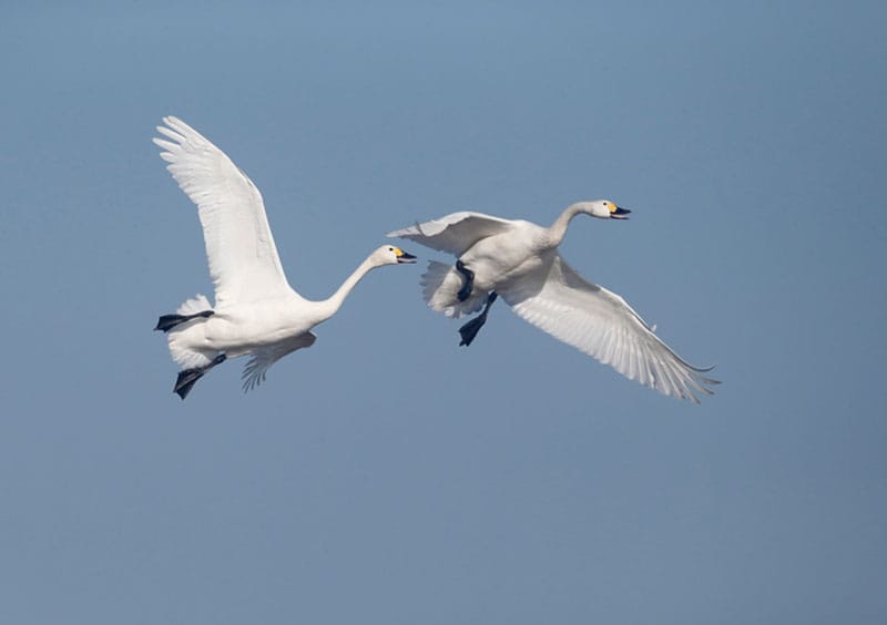 Bewick's Swans