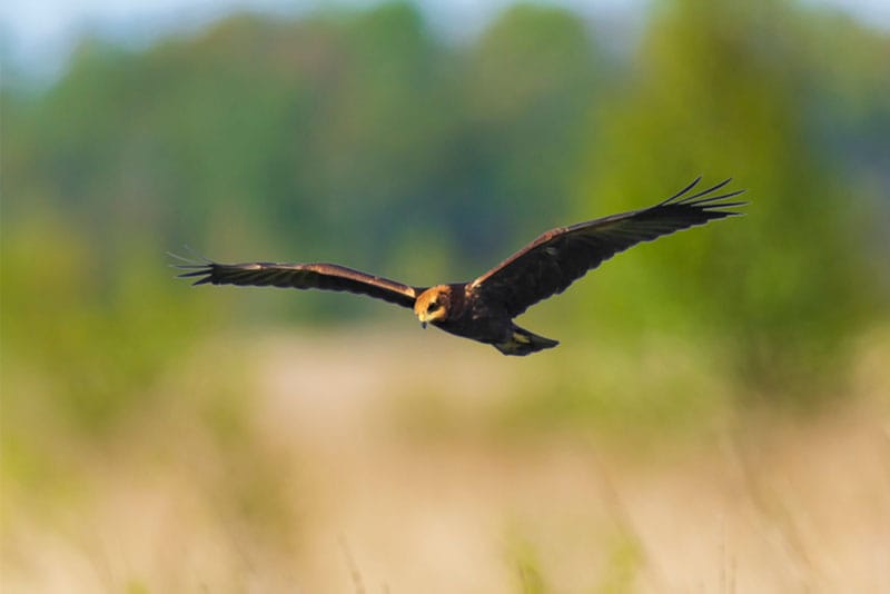 Marsh Harrier