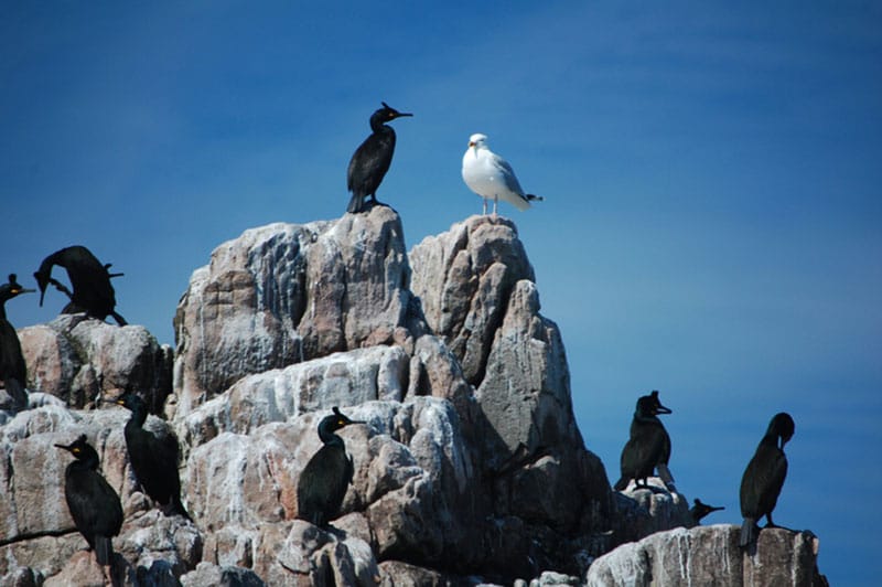Seabirds On A Rock