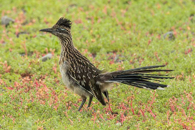 Is the Roadrunner a REAL bird? - Sigloxxi