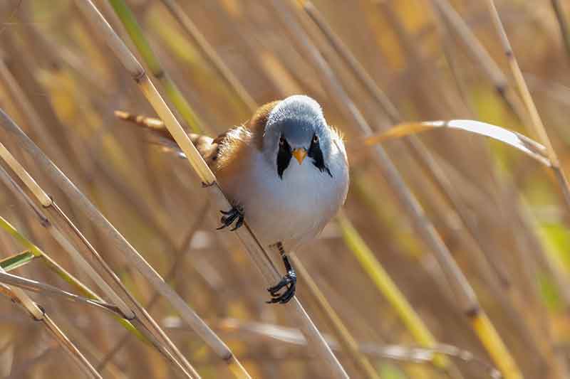 Bearded Tit