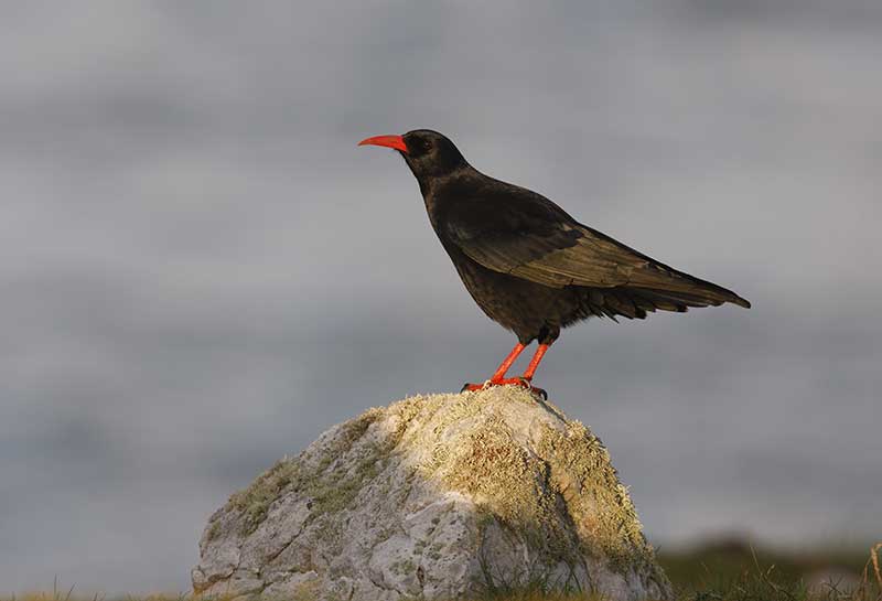Chough