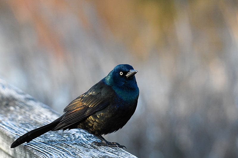 Common Grackle
