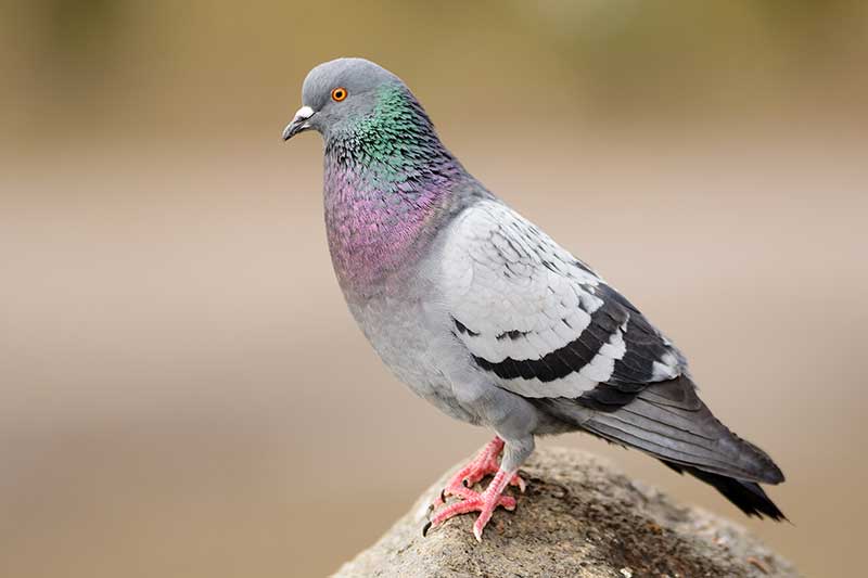 Feral Pigeon