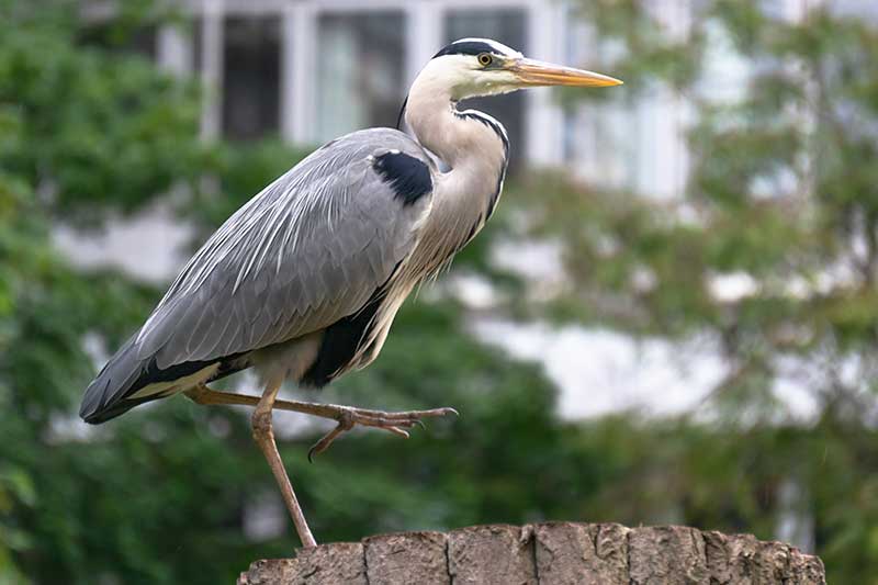 Grey Heron