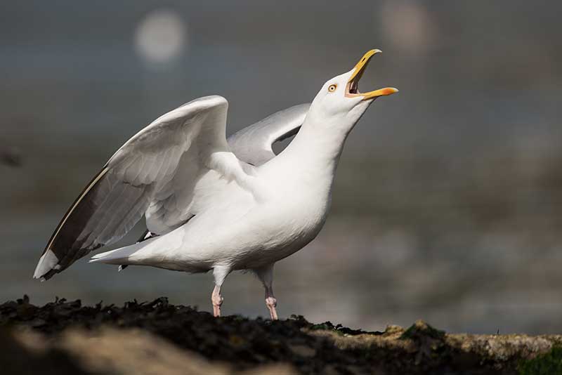 Herring Gull
