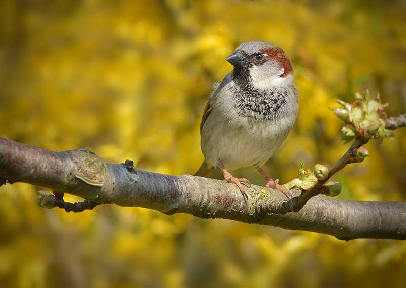 House Sparrow