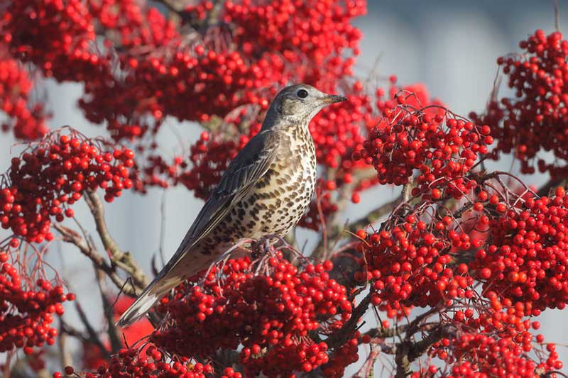 Mistle Thrush