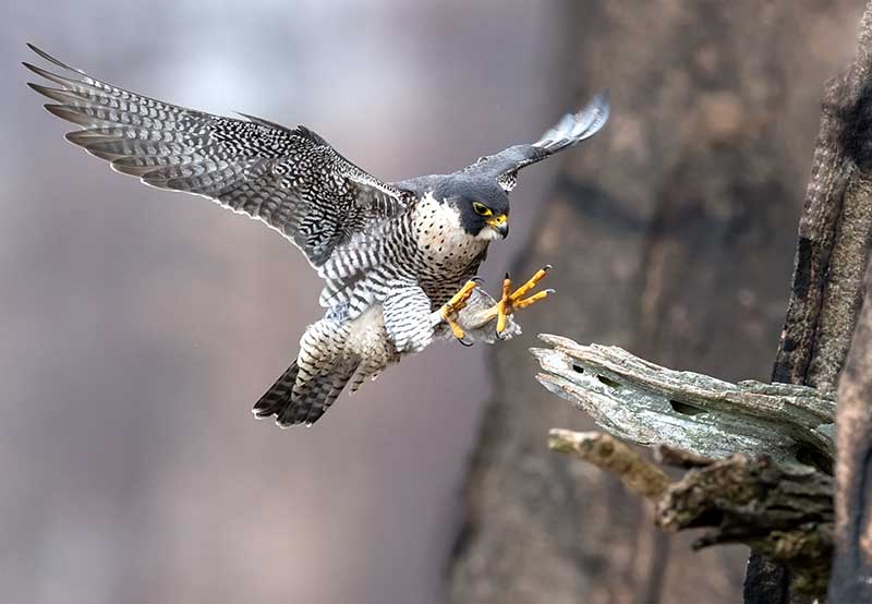 Peregrine Falcon